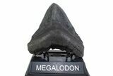 Fossil Megalodon Tooth - South Carolina #371778-1